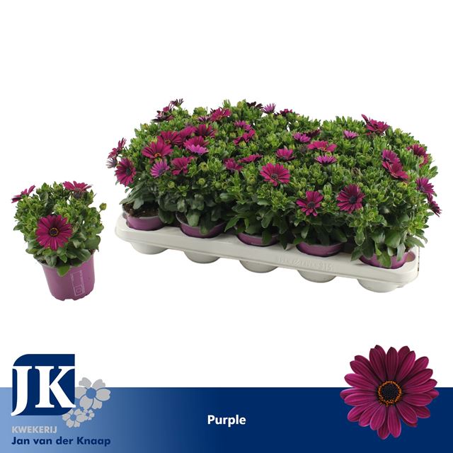 Picture of OSTEOSPERMUM SUNNY MARY PURPLE