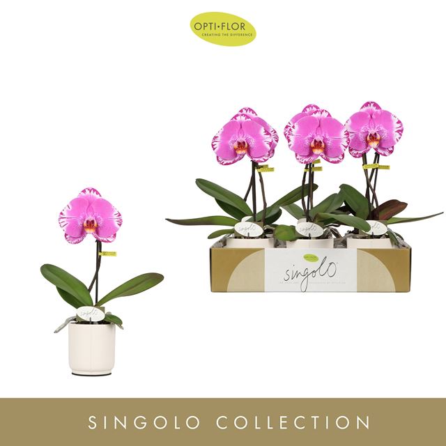 Picture of PHALAENOPSIS 01-STEM SINGOLO VICTORIO IN CERAMIC