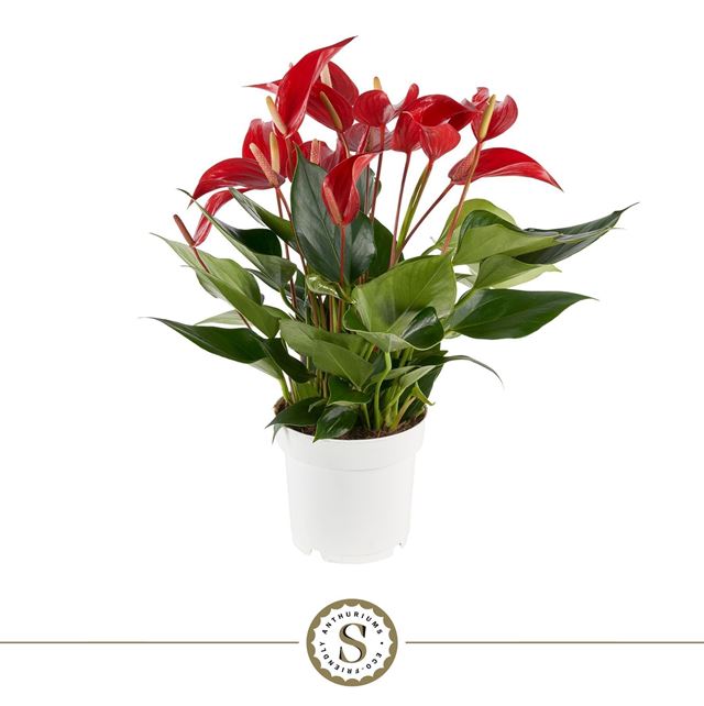 Picture of ANTHURIUM MILLE FLEURS ROJA 