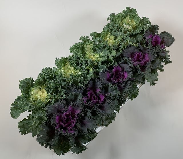 Picture of BRASSICA OLERACEA MIX (CURLY)