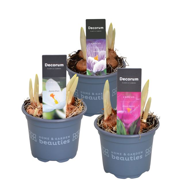 Picture of Crocus mix