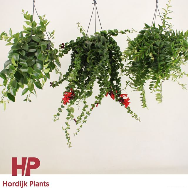 Picture of AESCHYNANTHUS MIX IN HANGING BASKET