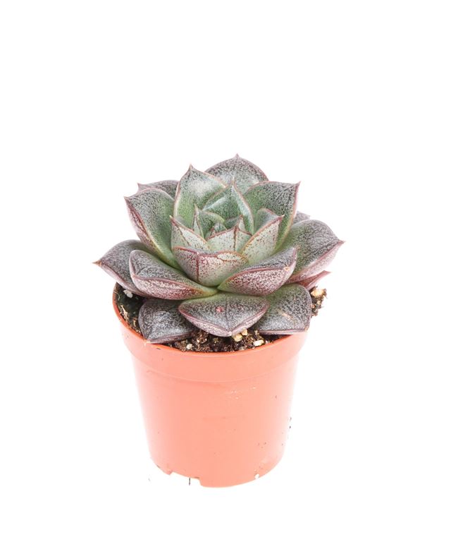 Picture of Echeveria purpusorum
