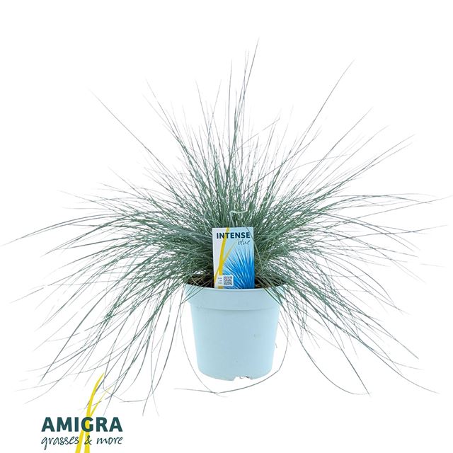 Picture of Festuca glauca intense blue