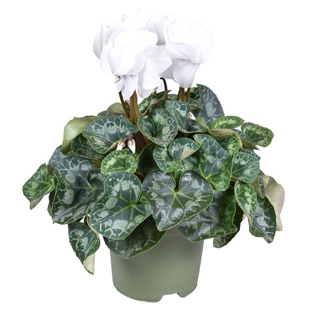 Picture of CYCLAMEN PERSICUM WHITE XL