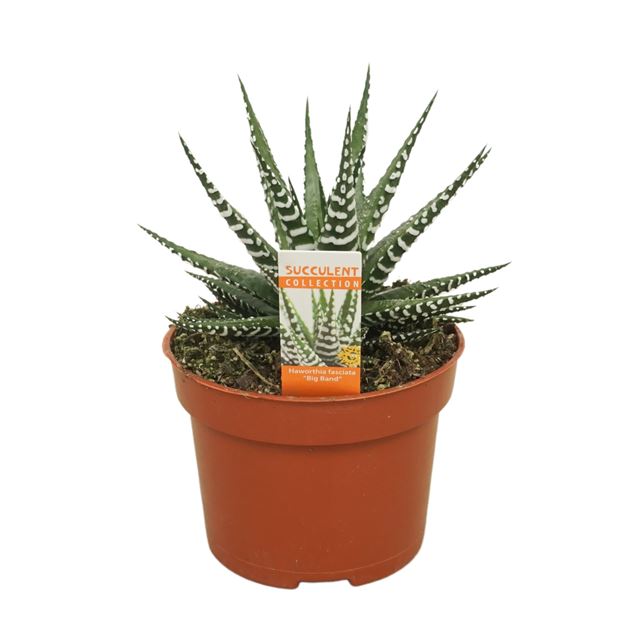 Picture of HAWORTHIA FASCIATA BIG BAND