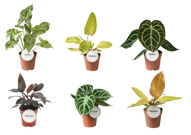 Picture of Trendy foliage mix