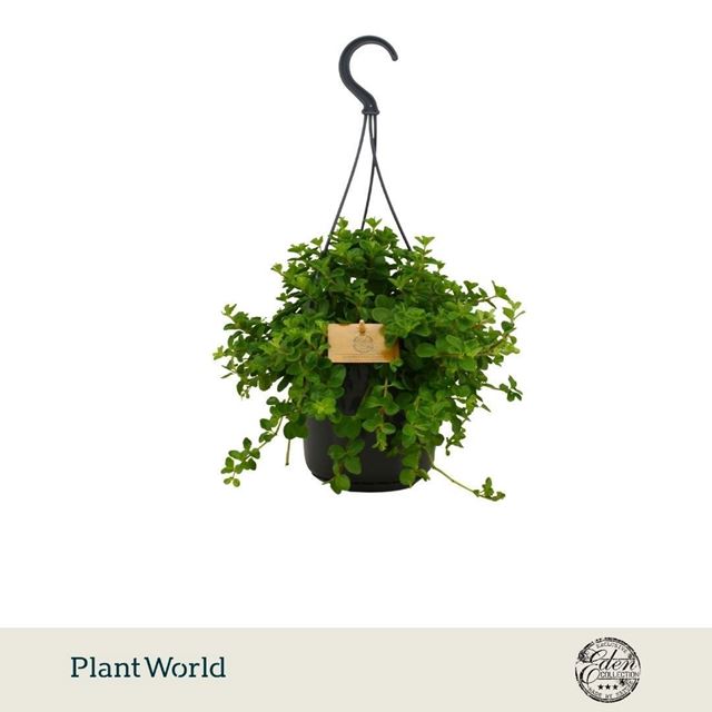 Picture of Peperomia rotundifolia in hanging basket