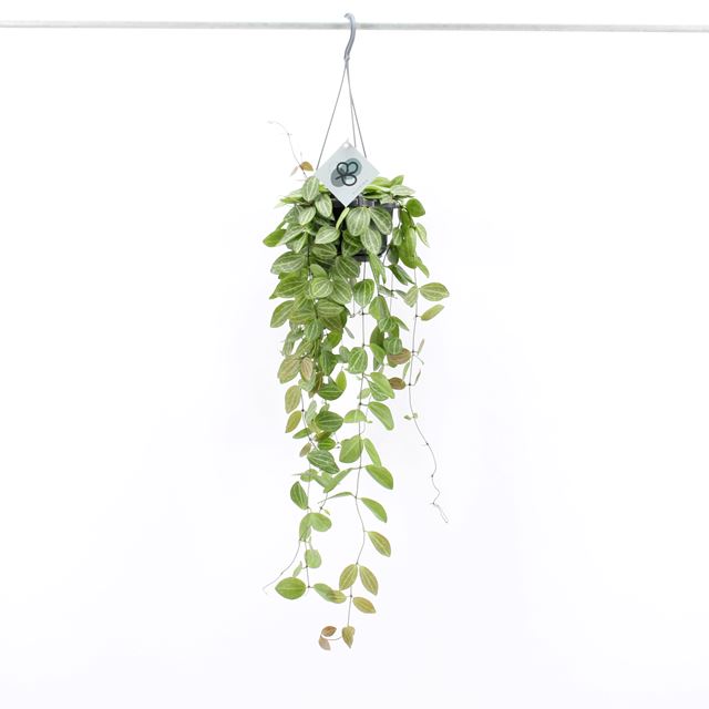 Picture of DISCHIDIA OVATA IN HANGING BASKET