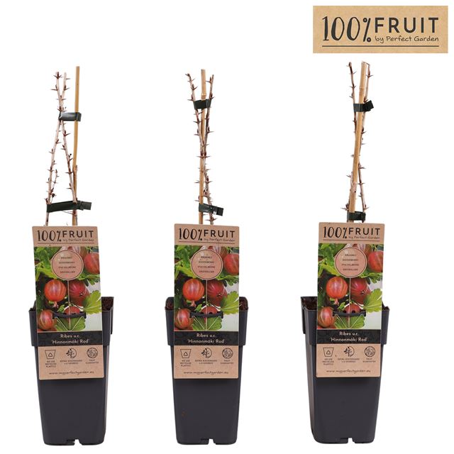 Picture of Ribes uva-crispa hinnonmaki red