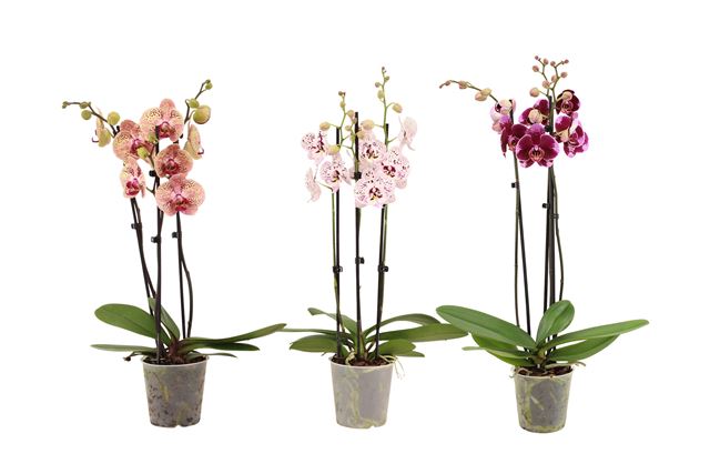 Picture of PHALAENOPSIS 03-STEM MIX
