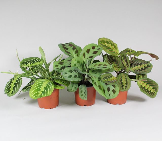 Picture of MARANTA LEUCONEURA MIX