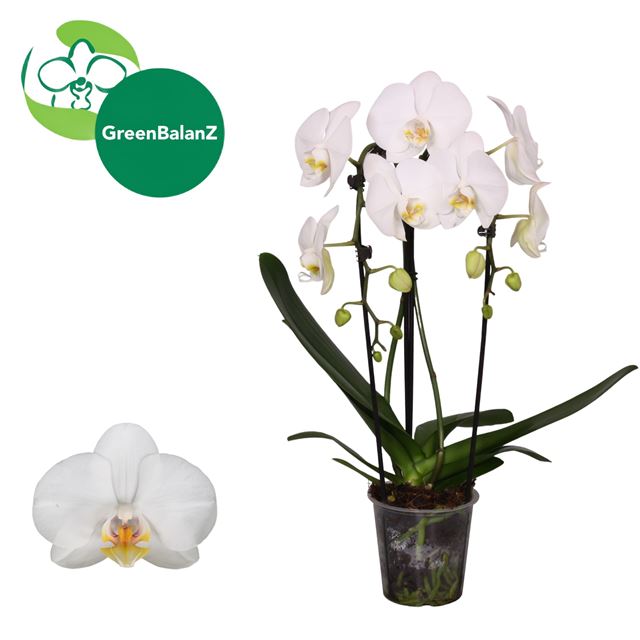 Picture of Phalaenopis 02-stem cascade white