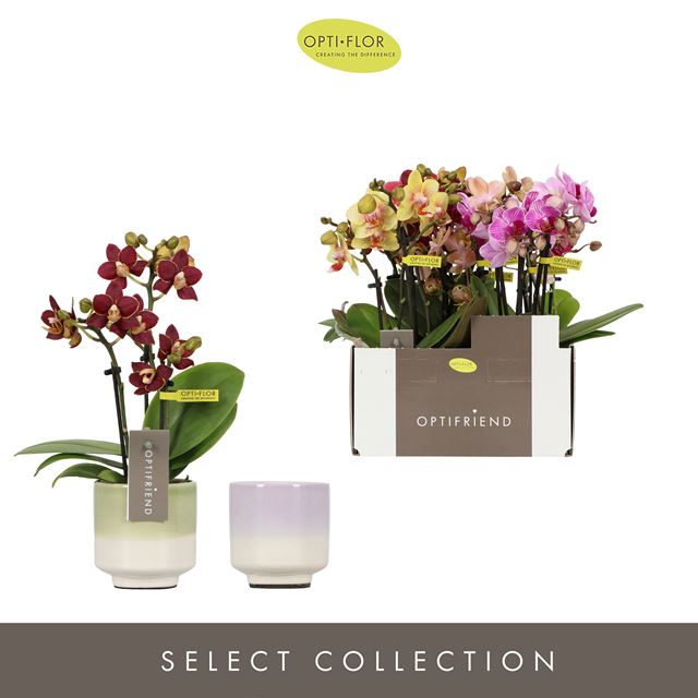 Picture of PHALAENOPSIS 03-STEM OPTIFRIEND MIX IN CERAMIC