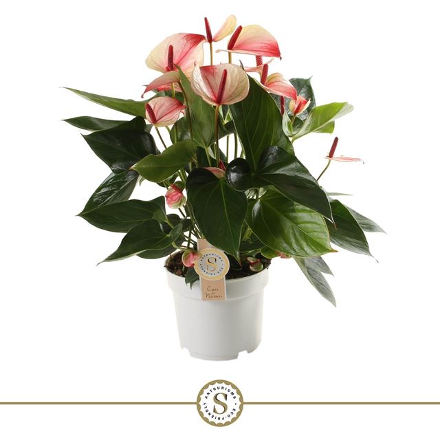 Picture of Anthurium andraeanum mystique 7/10 fl