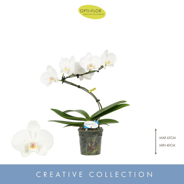 Picture of PHALAENOPSIS 01-STEM BALETTO WING