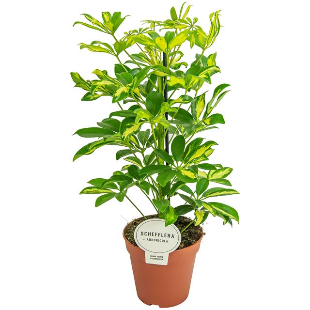 Picture of Schefflera arboricola 01pp gerda