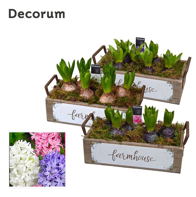 Picture of HYACINTHUS 06BULBS WOOD FARMHOUSE
