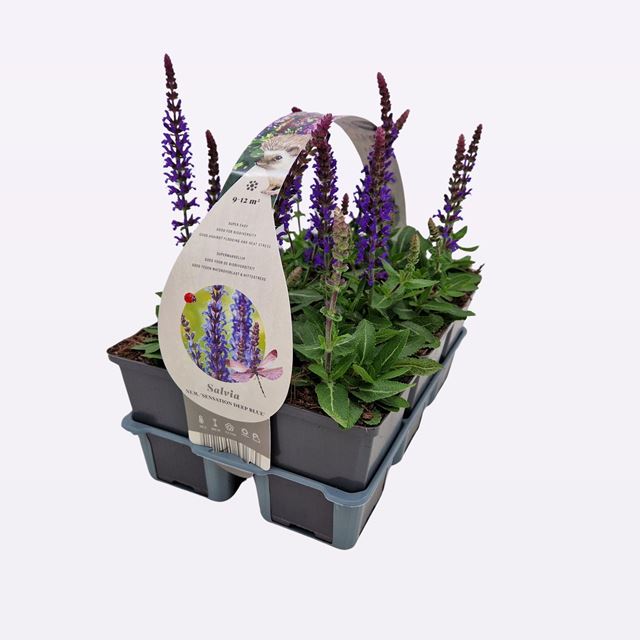 Picture of Salvia nemorosa sensation deep blue 06-pack