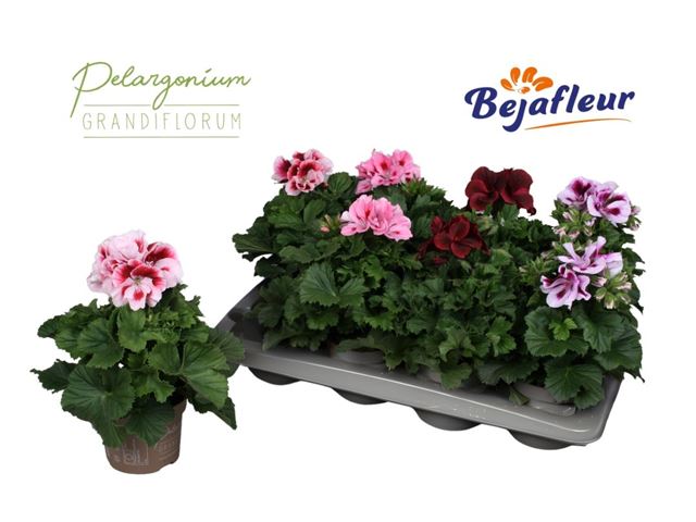 Picture of Pelargonium grandiflorum mix
