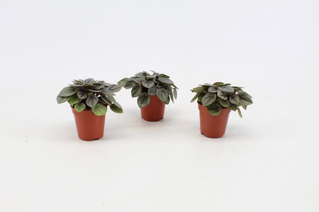 Picture of PEPEROMIA MILANO