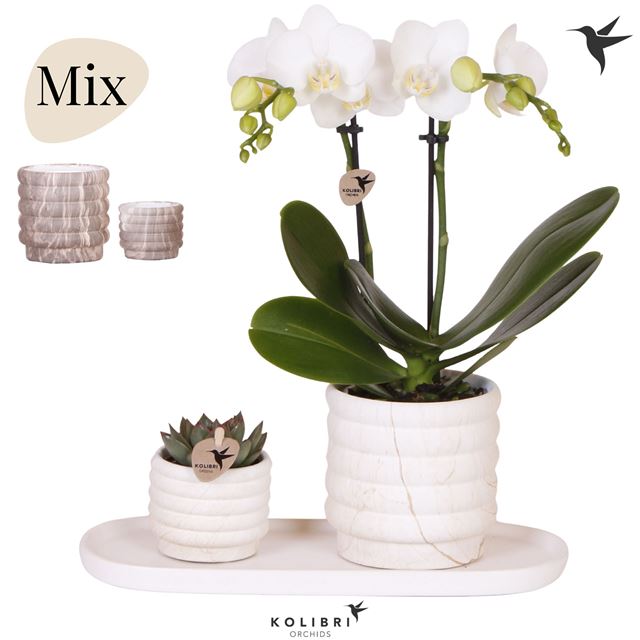 Picture of Phalaenopsis arrangement gift set marble
