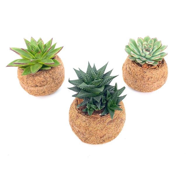 Picture of KOKODAMA SUCCULENT MIX