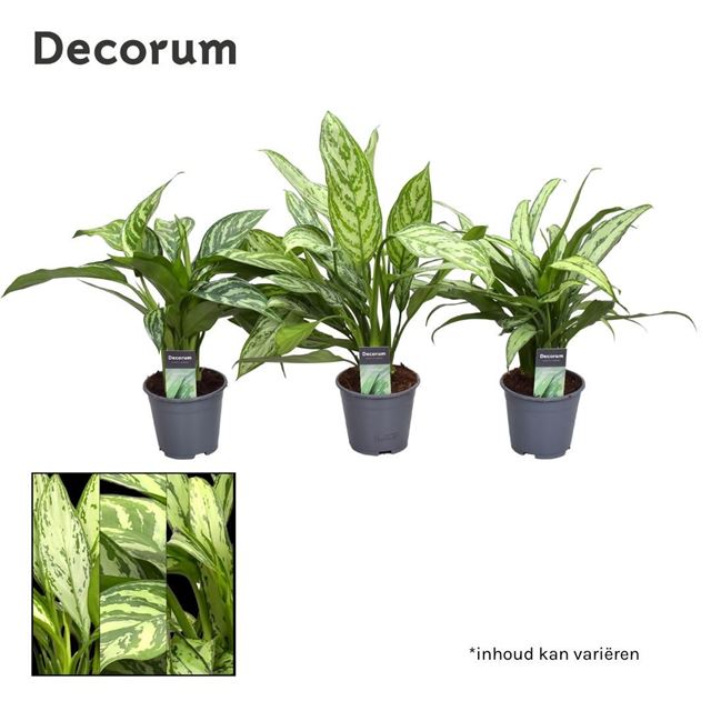 Picture of AGLAONEMA MIX