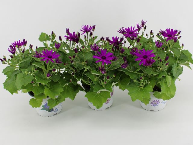 Picture of Senecio senetti magenta