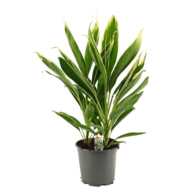 Picture of CORDYLINE FRUTICOSA 03PP NEW CONGA