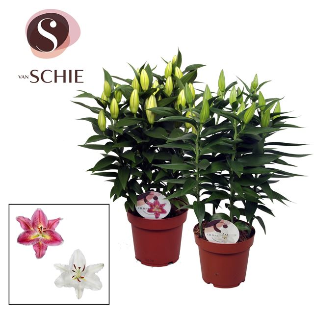 Picture of Lilium oriental compact