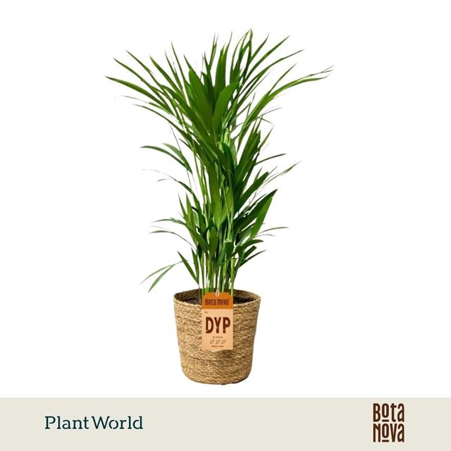Picture of Dypsis lutescens in basket