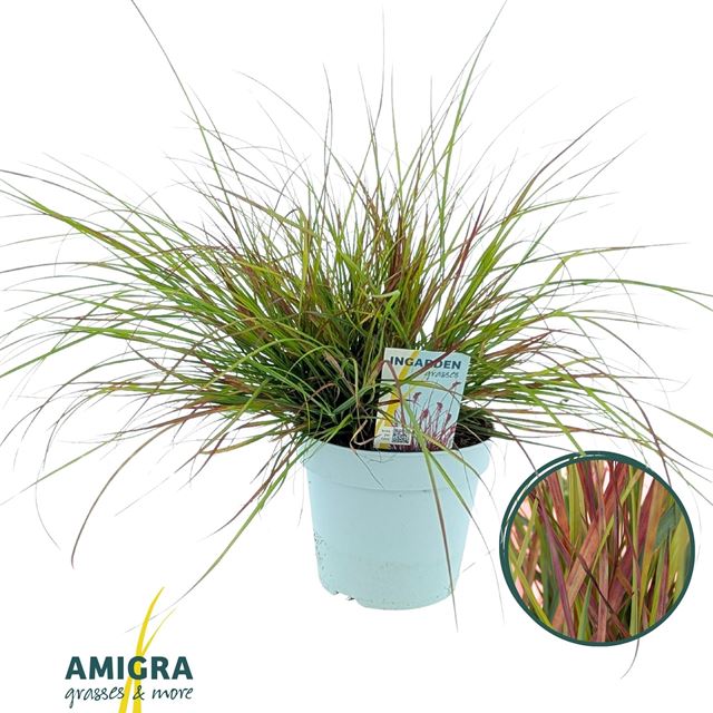 Picture of Pennisetum alopecuroides burgundy bunny