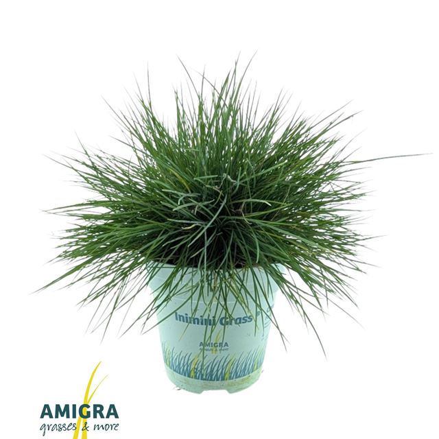 Picture of Festuca glauca intense bleu