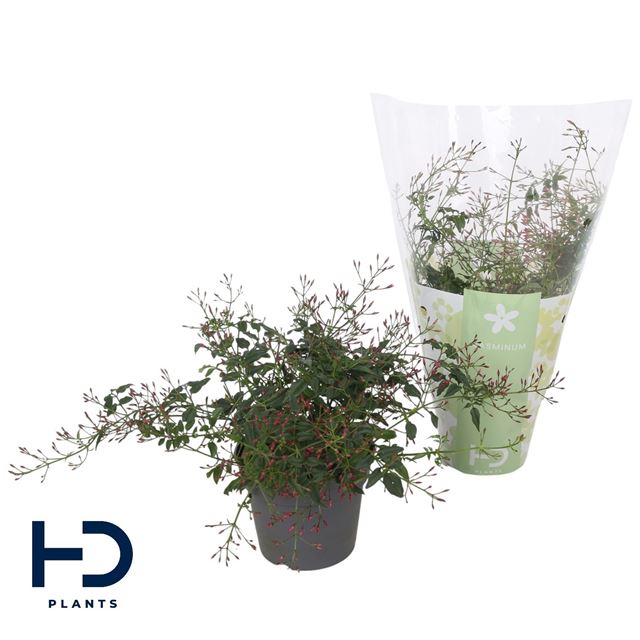 Picture of Jasminum passion dark pink