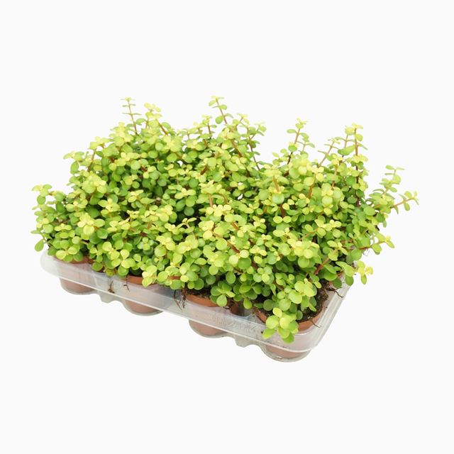 Picture of Portulacaria afra lemon