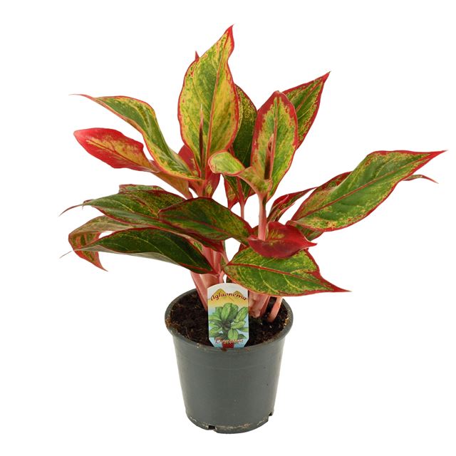 Picture of AGLAONEMA RED FIRE