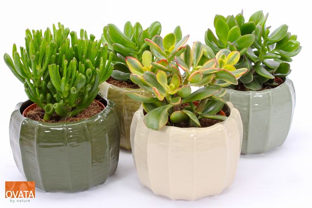Picture of Crassula mix in copenhagen ceramic