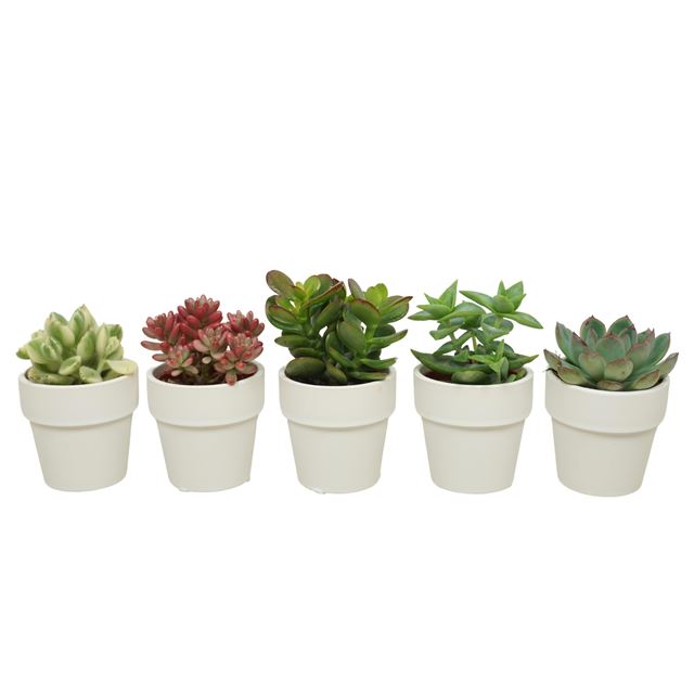 Picture of SUCCULENT MIX IN CERAMIC