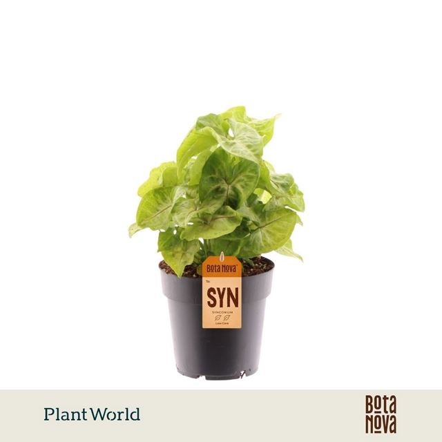 Picture of Syngonium podophyllum golden
