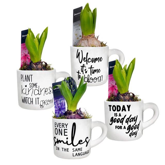 Picture of HYACINTHUS 01BULB CERAMIC FUNNY MUG