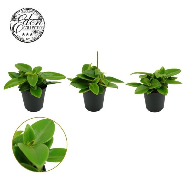 Picture of Peperomia pixie