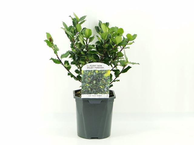 Picture of Ilex x meserveae blue prince