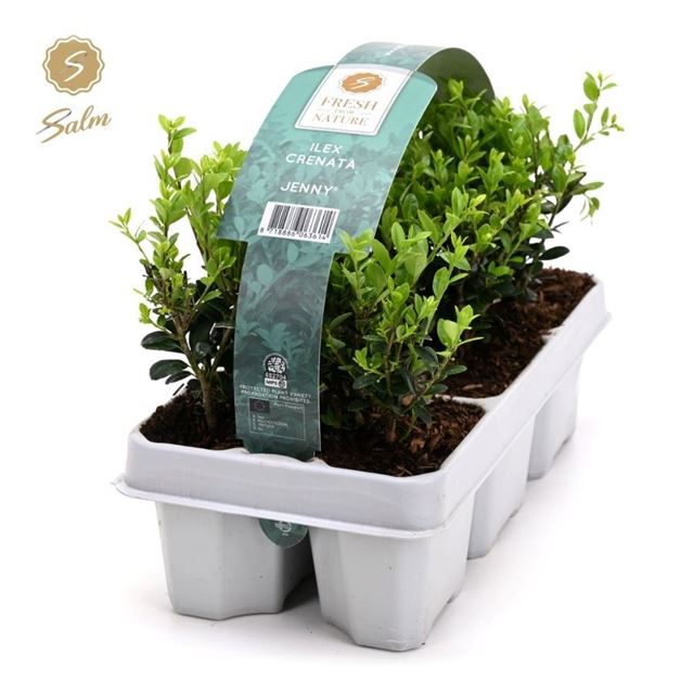 Picture of Ilex crenata jenny 06-pack