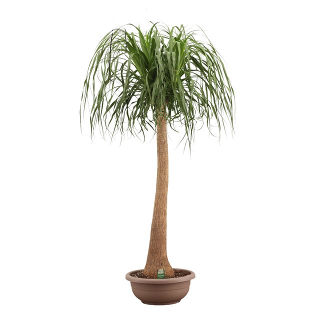 Picture of Beaucarnea straight stem in bowl