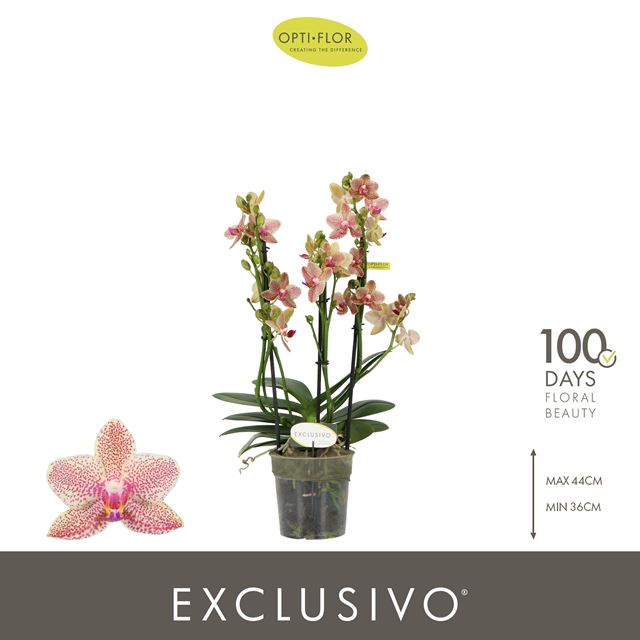 Picture of Phalaenopsis 03-stem exclusivo pikachu