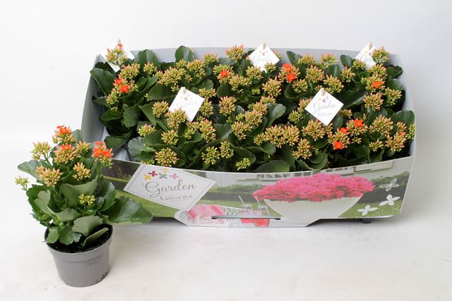 Picture of KALANCHOE GARDEN FAVORITA ORANGE