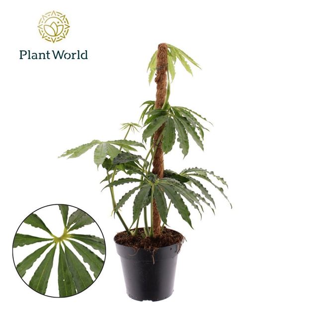 Picture of ANTHURIUM POLYSCHISTUM MOSSPOLE