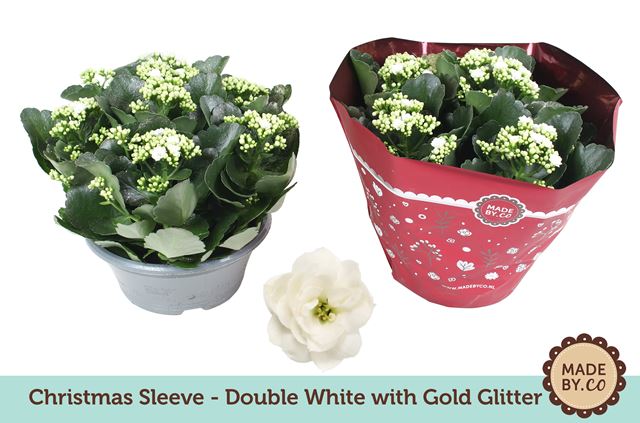 Picture of KALANCHOE WHITE + GLITTERS