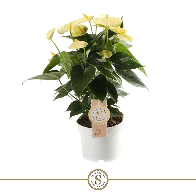 Picture of ANTHURIUM ANDREANUM CHAMPION YELLOW